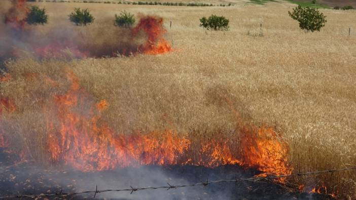 Buğday tarlaları alev alev yandı