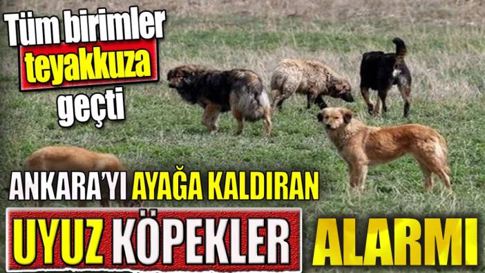 Ankara'yı ayağa kaldıran uyuz köpekler alarmı. Tüm birimler teyakkuza geçti