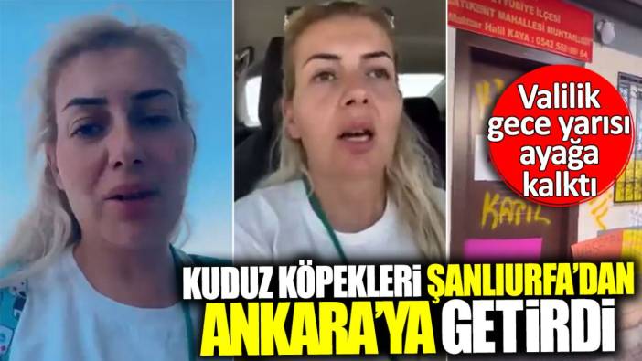 Köpekvelisiii kuduz köpekleri Şanlıurfa’dan Ankara’ya getirdi! Valilik gece yarısı ayağa kalktı