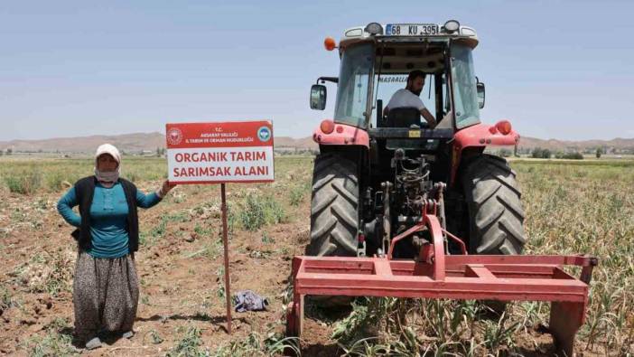 Aksaray’da hasadı başladı.  200 ton bandında rekolte bekleniyor