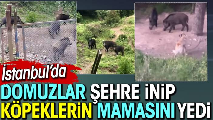 Domuzlar Eyüp'e indi. Köpeklerin mamasını yedi