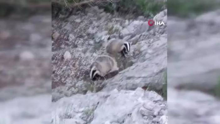 Koruma altındaki porsuklar böyle görüntülendi