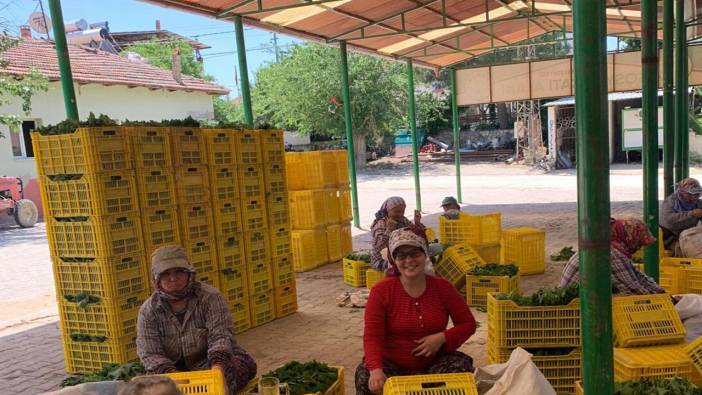 Manisa’da hasadı başladı. Nisan ayında 40 TL’ydi şimdi 20 TL’ye satılıyor