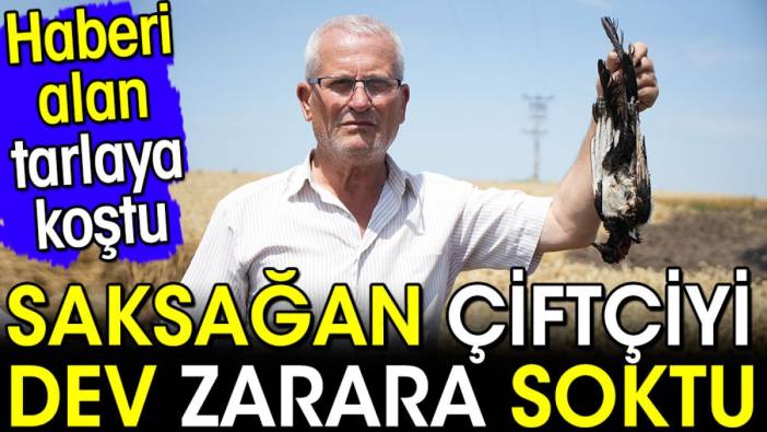 Saksağan çiftçiyi dev zarara soktu. Haberi alan tarlaya koştu