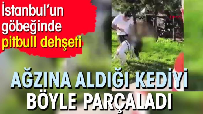 İstanbul’un göbeğinde pitbull dehşeti. Ağzına aldığı kediyi böyle parçaladı