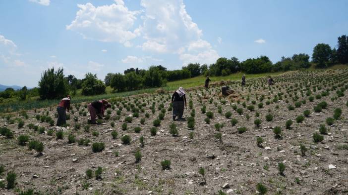 Kütahyalı kadınlar kurdukları kooperatifle lavanta yetiştiriyor