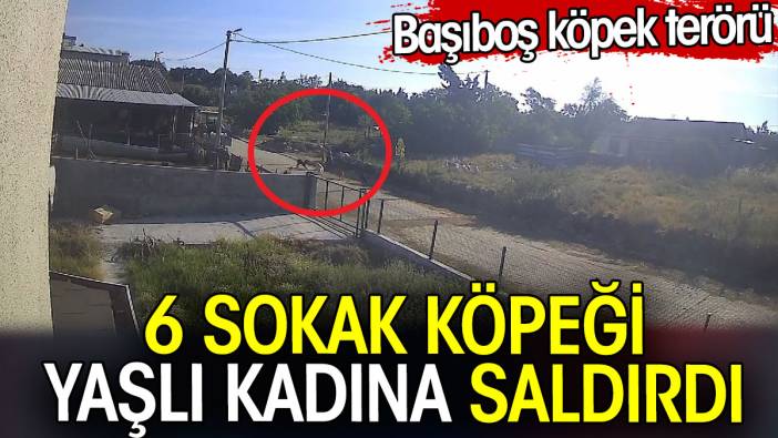 Sokak köpekleri yaşlı kadına saldırdı. Başıboş köpek terörü bitmiyor