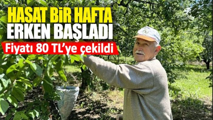 Hasat bir hafta erken başladı. Fiyatı 80 TL’ye çekildi