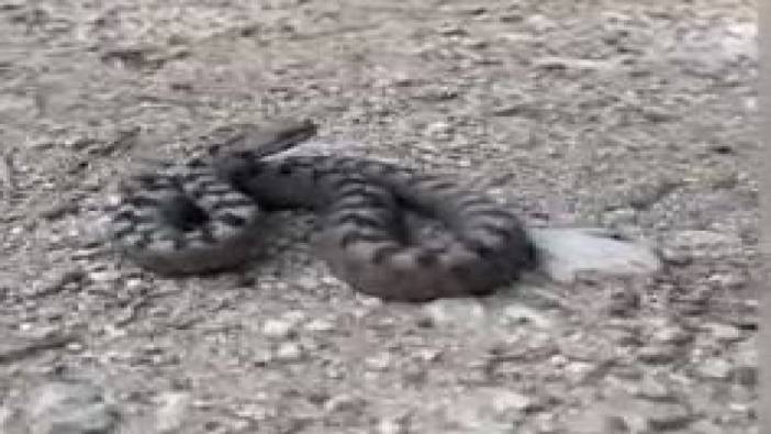 Bolu’da zehirli boynuzlu engerek yılanı paniği