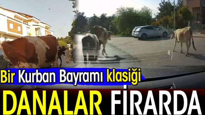 Bir Kurban Bayramı klasiği: Danalar firarda