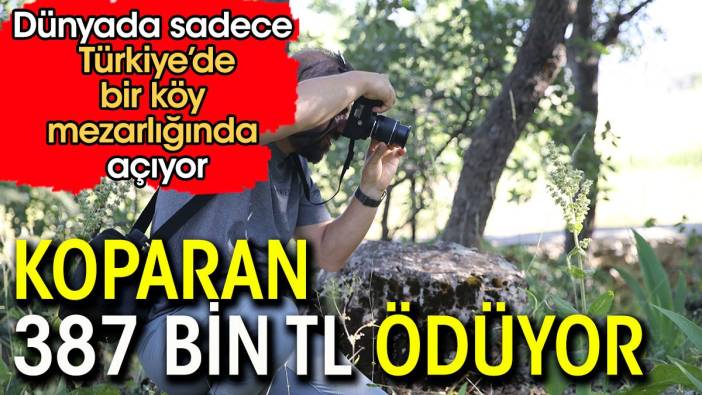 Koparan tam 387 bin 141 lira ödüyor. Sadece bir ilimizde yetişiyor