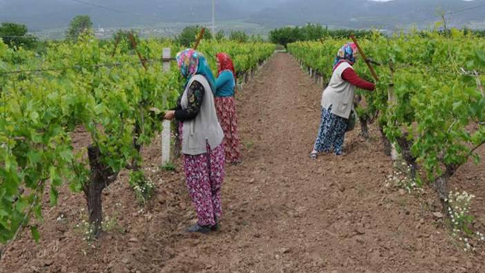 Daldan tek tek toplanıyor. 7 dönümde hasat başladı