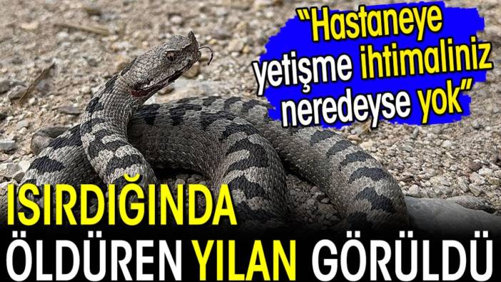 Isırdığında öldüren yılan görüldü! 'Hastaneye yetişme şansınız neredeyse yok'