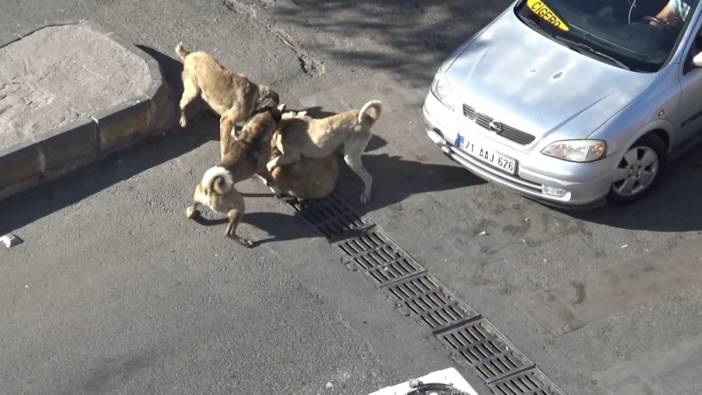 Başıboş köpekler kavga etti vatandaşlar ayırdı