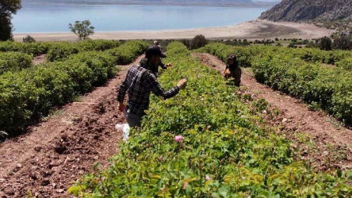 En güzel hasat başladı. Litresi 40.000 TL’ye satılıyor