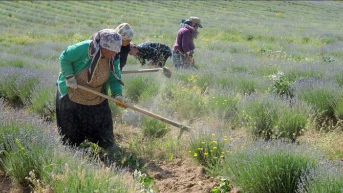 Istranca Dağları eteklerinde yetiştiriliyor. Turizm sezonuna hazırlanıyor