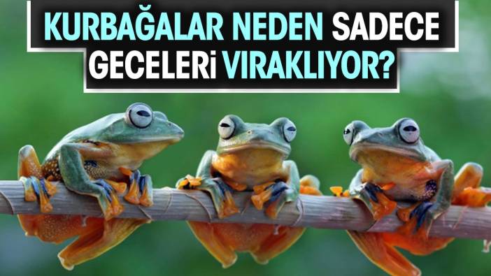 Kurbağalar neden sadece geceleri vıraklıyor?