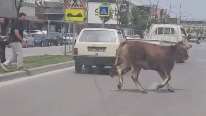 Firar eden büyükbaş kurbanlık trafiği altüst etti