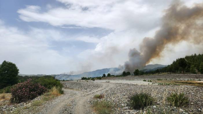 Muğla'da orman yangını