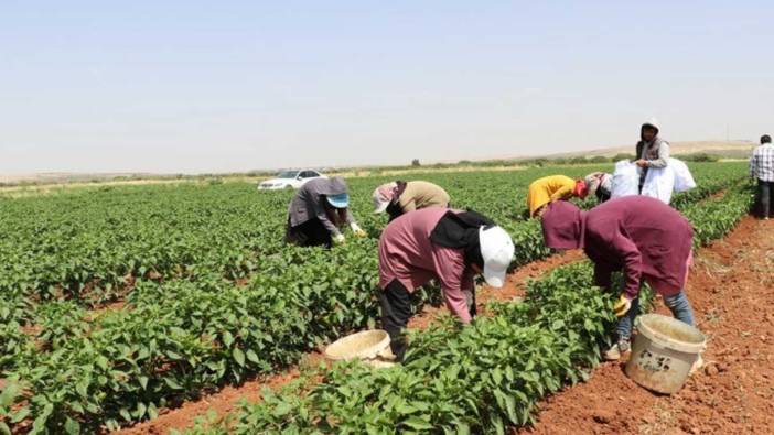 Kavurucu sıcak altında hasat başladı. Tarlada fiyatı 25 TL