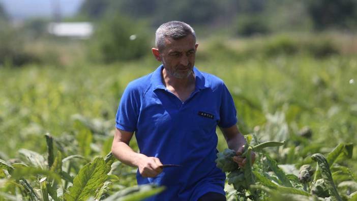 Hasatta rekolte yarıya düştü. Tanesinin fiyatı 40 TL’ye çıktı