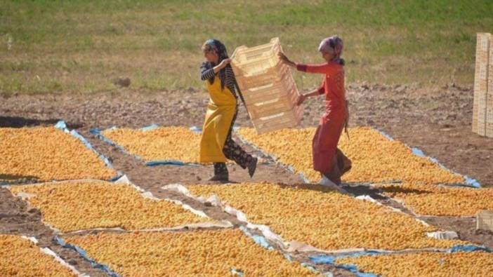 40 bin ailenin geçim kaynağı: 107 bin 517 ton rekolte