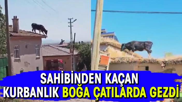 Sahibinden kaçan kurbanlık boğa çatılarda gezdi