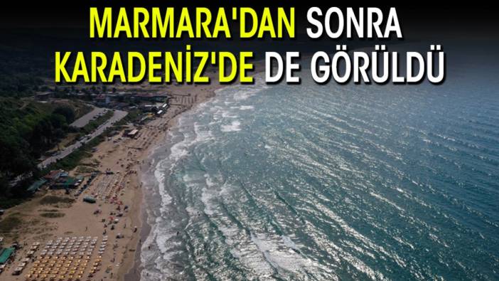 Marmara'dan sonra Karadeniz'de de görüldü