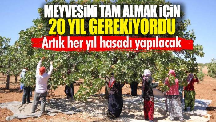 Meyvesini tam almak için 20 yıl gerekiyordu. Artık her yıl hasadı yapılacak