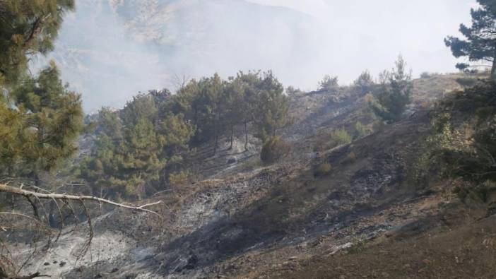 Ormanlık alanda çıkan örtü yangını çıktı