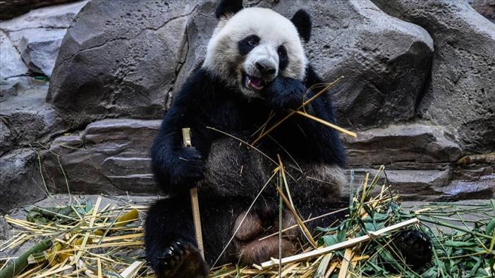 Çin Başbakanı daha fazla panda sözü verdi