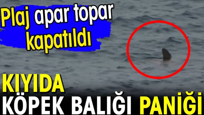 Kıyıda köpek balığı paniği! Plaj apar topar kapatıldı