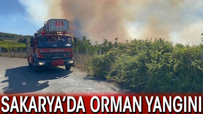 Sakarya'da orman yangını