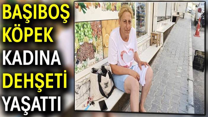 Başıboş köpek kadına dehşeti yaşattı