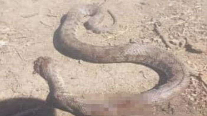 Eve girmek üzere olan engerek yılanı bastonla öldürüldü