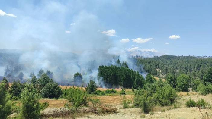 Adana'da orman yangını