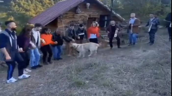 Horona dahil olan köpek görenleri güldürdü