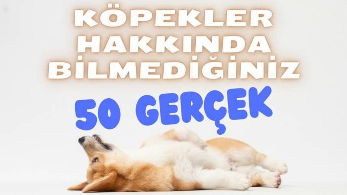 Köpekler hakkında bilmediğiniz 50 gerçek