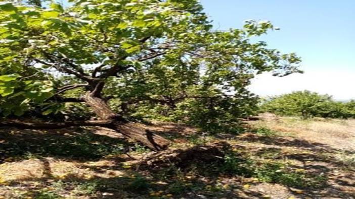 Elazığ’da şiddetli rüzgarın ağır bilançosu