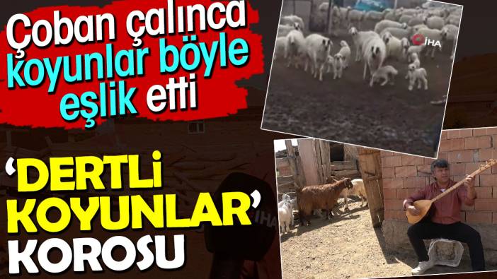 Dertli koyunlar korosu. Çoban çalınca koyunlar böyle eşlik etti