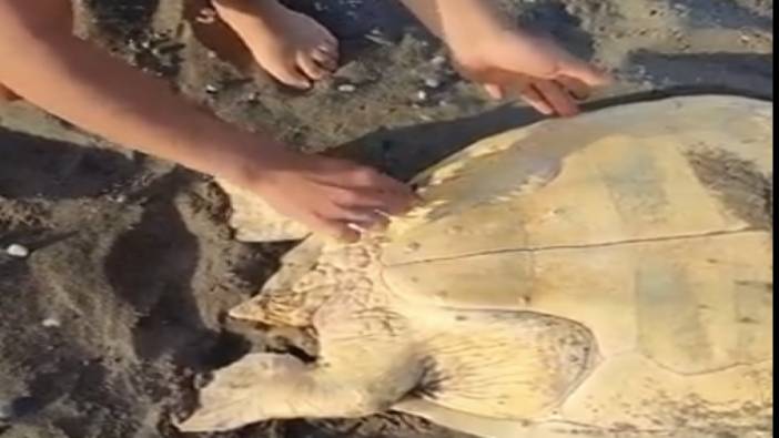 Ayağına olta iğnesi takılan caretta caretta kurtarıldı