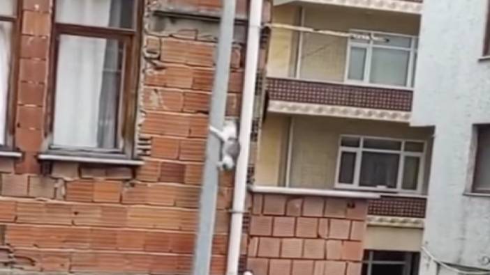 Yüksek kattaki balkondan direğe geçip kayarak inen kedi viral oldu