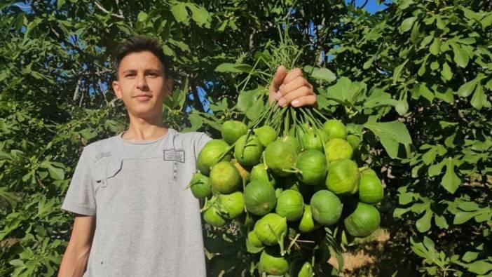 Aydın'da üretilip Avrupa'ya gönderiliyor. Fiyatı 100 TL'ye kadar düştü