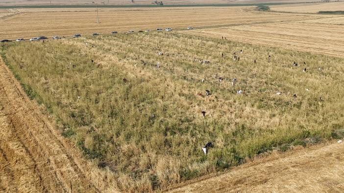 Mardin’de bedava hasat başladı. Yüzlerce kişi tarlaya akın etti