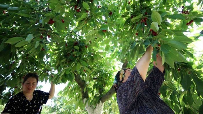 Kırklareli'nde hasat gecikti: Verim ve kalite düştü