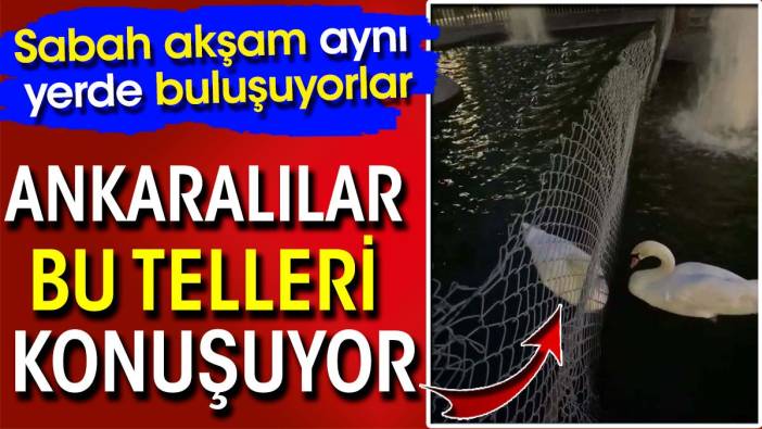 Ankaralılar bu telleri konuşuyor! Sabah akşam aynı yerde buluşuyorlar