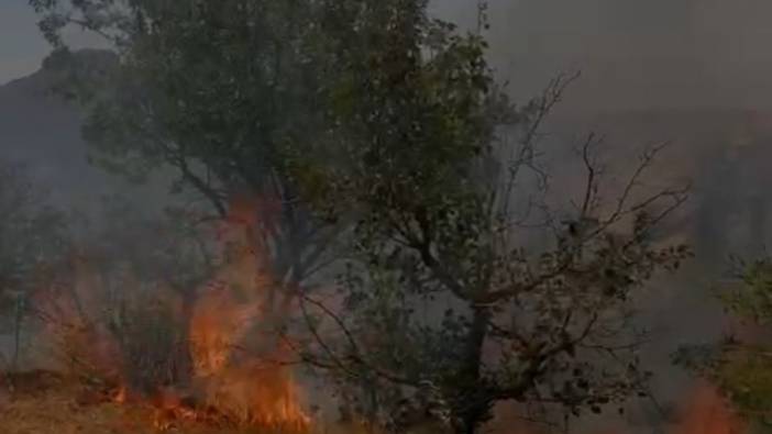 Mardin'de orman yangını söndürüldü