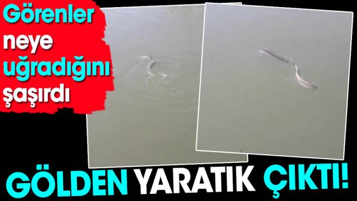 Gölden yaratık çıktı. Görenler neye uğradığını şaşırdı