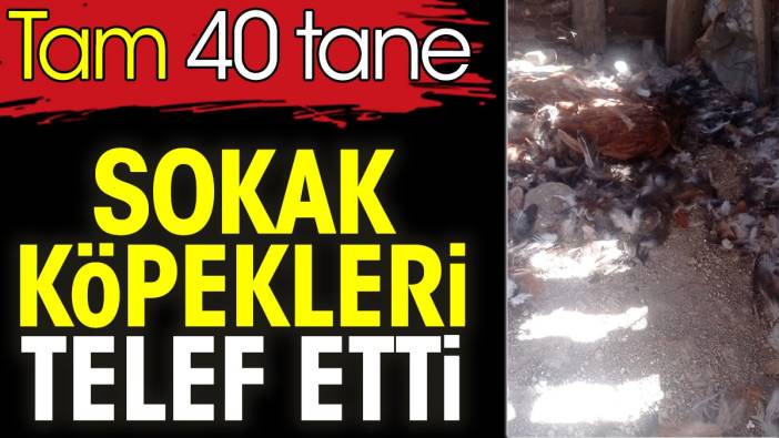 Sokak köpekleri telef etti. Tam 40 tane