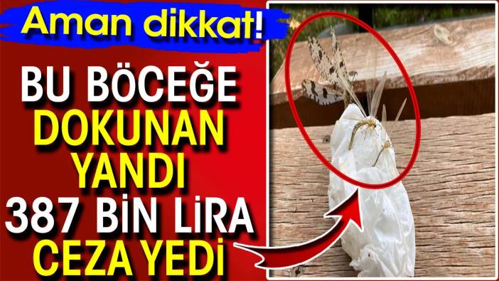 Bu böceğe dokunan yandı! 387 bin lira ceza yedi